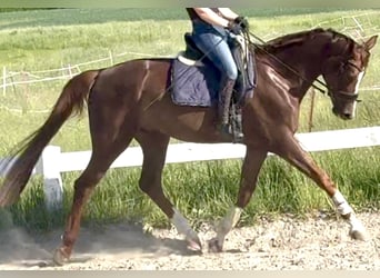 Hanovrien, Hongre, 5 Ans, 172 cm, Alezan brûlé