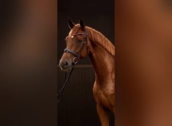Hanovrien, Hongre, 5 Ans, 172 cm, Alezan
