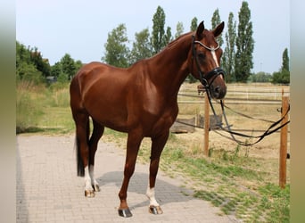 Hanovrien, Hongre, 5 Ans, 172 cm, Alezan