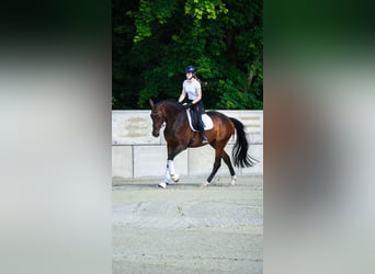 Hanovrien, Hongre, 5 Ans, 172 cm, Bai brun foncé