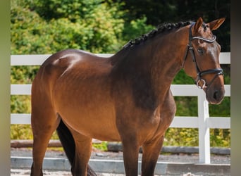 Hanovrien, Hongre, 5 Ans, 172 cm, Bai brun foncé