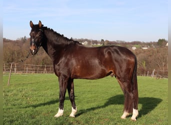 Hanovrien, Hongre, 5 Ans, 172 cm, Bai