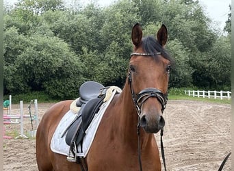 Hanovrien, Hongre, 5 Ans, 172 cm, Bai