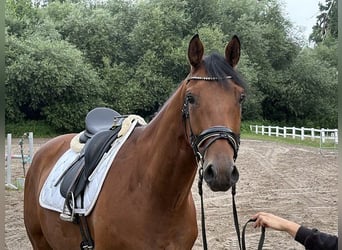 Hanovrien, Hongre, 5 Ans, 172 cm, Bai