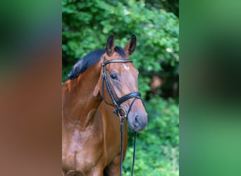 Hanovrien, Hongre, 5 Ans, 172 cm, Bai