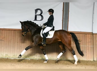 Hanovrien, Hongre, 5 Ans, 172 cm, Bai