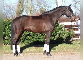 Hanovrien, Hongre, 5 Ans, 172 cm, Bai