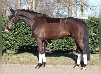 Hanovrien, Hongre, 5 Ans, 172 cm, Bai