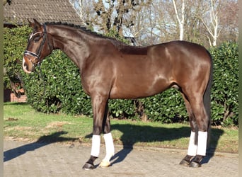 Hanovrien, Hongre, 5 Ans, 172 cm, Bai