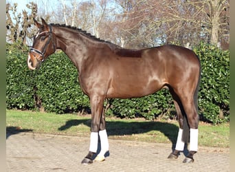 Hanovrien, Hongre, 5 Ans, 172 cm, Bai