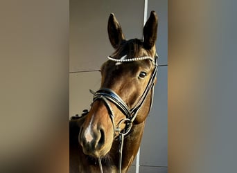 Hanovrien, Hongre, 5 Ans, 172 cm