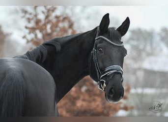 Hanovrien, Hongre, 5 Ans, 172 cm, Noir