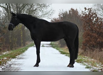 Hanovrien, Hongre, 5 Ans, 172 cm, Noir