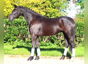 Hanovrien, Hongre, 5 Ans, 172 cm, Noir