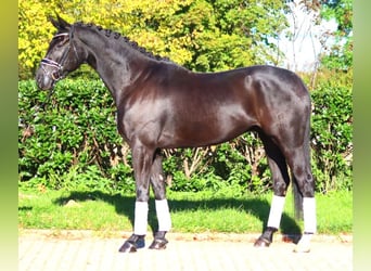 Hanovrien, Hongre, 5 Ans, 172 cm, Noir