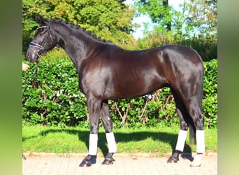 Hanovrien, Hongre, 5 Ans, 172 cm, Noir