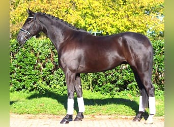 Hanovrien, Hongre, 5 Ans, 172 cm, Noir