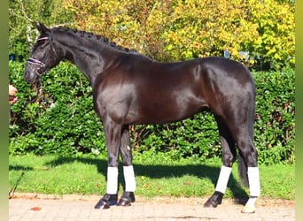 Hanovrien, Hongre, 5 Ans, 172 cm, Noir