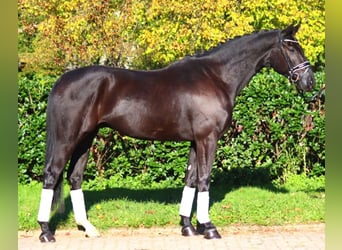 Hanovrien, Hongre, 5 Ans, 172 cm, Noir