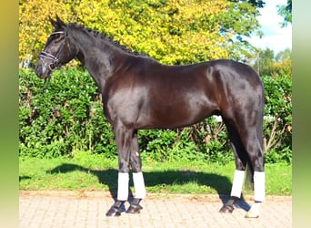 Hanovrien, Hongre, 5 Ans, 172 cm, Noir