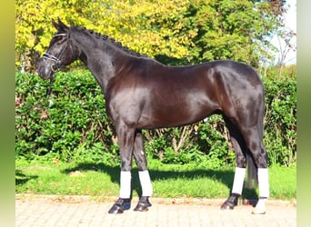 Hanovrien, Hongre, 5 Ans, 172 cm, Noir