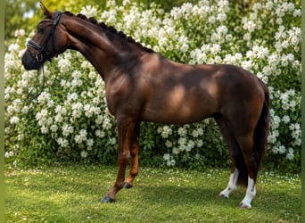 Hanovrien, Hongre, 5 Ans, 173 cm, Alezan brûlé
