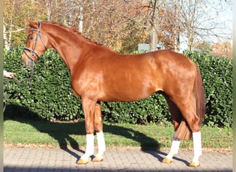 Hanovrien, Hongre, 5 Ans, 173 cm, Alezan