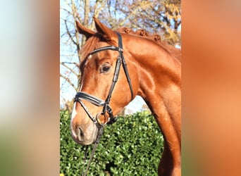 Hanovrien, Hongre, 5 Ans, 173 cm, Alezan