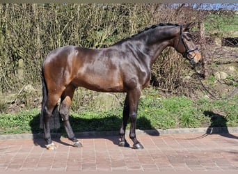 Hanovrien, Hongre, 5 Ans, 173 cm, Bai brun