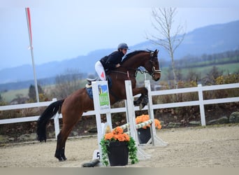 Hanovrien, Hongre, 5 Ans, 173 cm, Bai