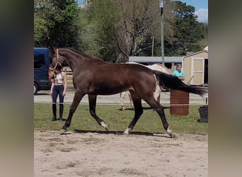 Hanovrien Croisé, Hongre, 5 Ans, 173 cm, Bai cerise