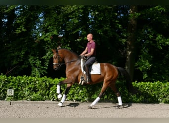 Hanovrien, Hongre, 5 Ans, 173 cm, Bai