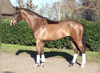 Hanovrien, Hongre, 5 Ans, 173 cm, Bai