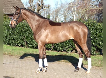 Hanovrien, Hongre, 5 Ans, 173 cm, Bai