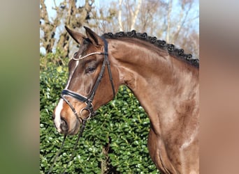 Hanovrien, Hongre, 5 Ans, 173 cm, Bai