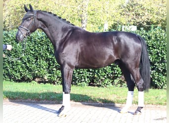 Hanovrien, Hongre, 5 Ans, 173 cm, Noir
