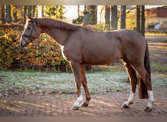 Hanovrien, Hongre, 5 Ans, 174 cm, Alezan