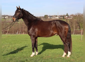 Hanovrien, Hongre, 5 Ans, 174 cm, Bai brun