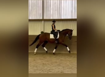 Hanovrien, Hongre, 5 Ans, 174 cm, Bai brun