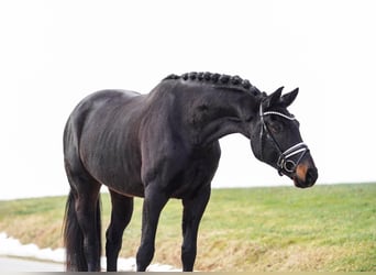 Hanovrien, Hongre, 5 Ans, 174 cm, Bai brun