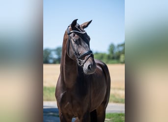 Hanovrien, Hongre, 5 Ans, 174 cm, Bai brun foncé