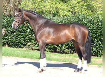 Hanovrien, Hongre, 5 Ans, 174 cm, Bai