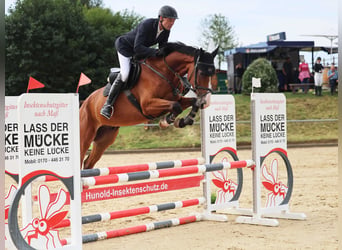 Hanovrien, Hongre, 5 Ans, 174 cm, Bai