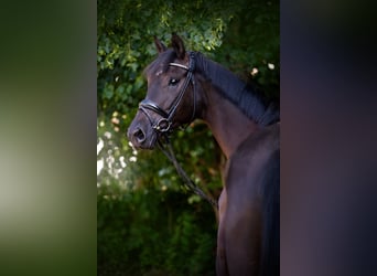 Hanovrien, Hongre, 5 Ans, 174 cm, Noir