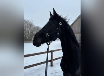 Hanovrien, Hongre, 5 Ans, 174 cm, Noir