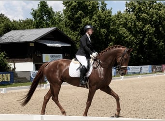 Hanovrien, Hongre, 5 Ans, 175 cm, Alezan brûlé