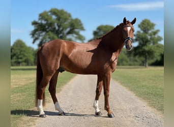 Hanovrien, Hongre, 5 Ans, 175 cm, Alezan