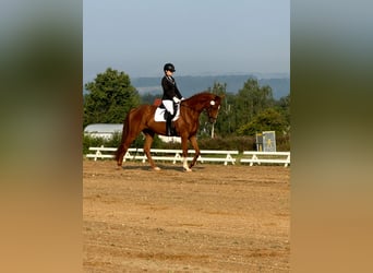 Hanovrien, Hongre, 5 Ans, 175 cm, Alezan