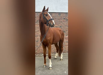 Hanovrien, Hongre, 5 Ans, 175 cm, Alezan