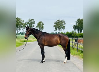 Hanovrien, Hongre, 5 Ans, 175 cm, Bai brun
